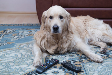 The dog is lying with gnawed TV remotes and a gnawed phone.