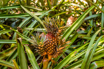 Naklejka na ściany i meble A pineapple growing in a jungle clearing near to Dambulla, Sri Lanka