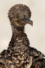 Portrait of  a Socotra cormorant at Busaiteen coast, Bahrain