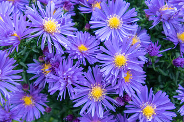 Fototapeta premium Alpine Aster Aster alpinus . Decorative garden plant with purple flowers. Beautiful perennial plant for rock garden.