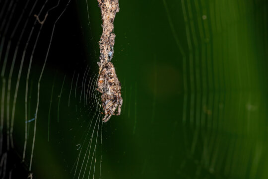 Trashline Orbweaver of the Genus Cyclosa