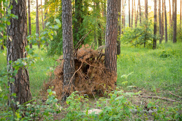 Primitive, rustic shelter in the woods made of a fallen log and branches; left after children's games. Concepts of survival and wilderness, spending time outside.