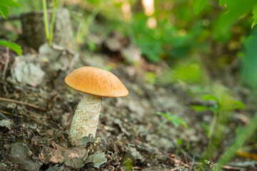 Beautiful orange-cap boletus in the woods, foliage of old leaves and green plants on the background.