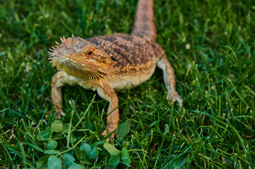 bearded dragon (Bartagame) on a green meadow is looking into camera