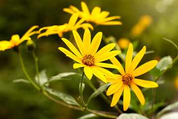 Beautiful yellow autumn flowers on a blurred background. Close-up, selective soft focus.