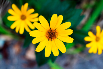Beautiful yellow autumn flowers on a blurred background. Close-up, selective soft focus.