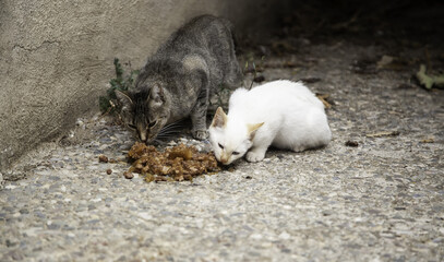 Stray cats eating on the street