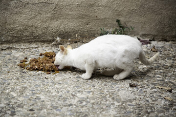 Stray cats eating on the street