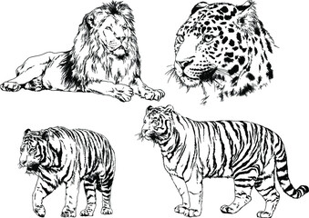 vector drawings sketches different predator , tigers lions cheetahs and leopards are drawn in ink by hand , objects with no background