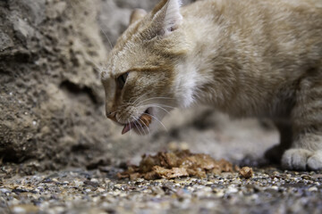 Naklejka premium Stray cats eating on the street