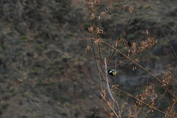 Tit on the branches of a dead Bush in the Charyn canyon