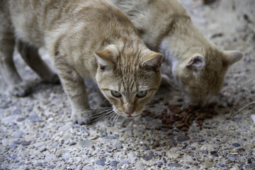 Stray cats eating on the street