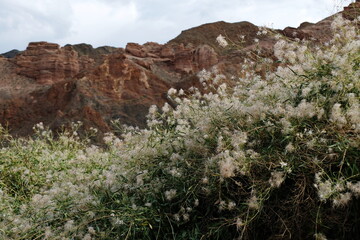 Shrubs grow along the gorge in the Charyn canyon.