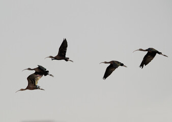 Glossy Ibis in flight at Asker Marsh, Bahrain