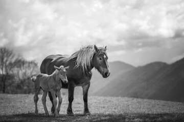  mare and her foal in a mountain meadow