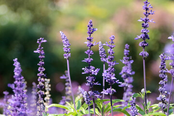 lavender flowers in the field