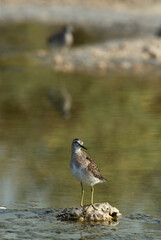 Portrait of a  Wood Sandpiper at Asker marsh, Bahrain