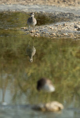 A pair of Wood Sandpiper at Asker marsh, Bahrain