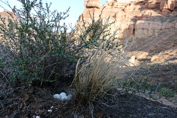 Bird eggs in a nest in the lower reaches of the Charyn canyon.