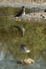 Wood Sandpiper with a sandpiper at the foreground at Asker marsh, Bahrain