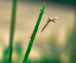 dragonfly on the grass