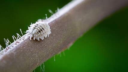 Naklejka premium Macro of mealybug with black spot closeup on the plant stem isolated in blurred background.