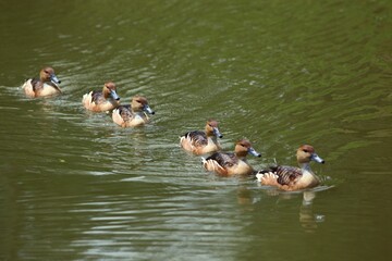 Patos selvagens