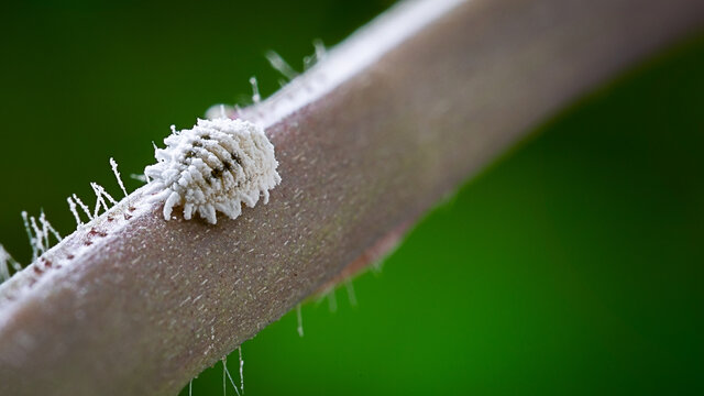 Macro of mealybug with black spot closeup on the plant stem isolated in blurred background.