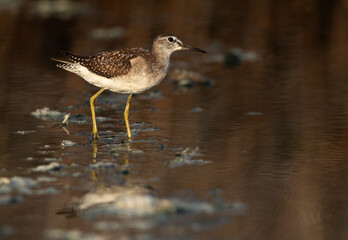Wood Sandpiper at Asker marsh, Bahrain