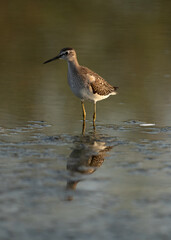 Wood Sandpiper at Asker marsh, Bahrain