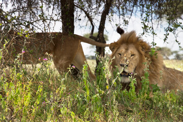 Free-ranging african lion in its habitat