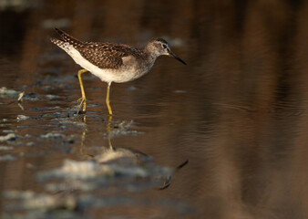 Wood Sandpiper  and reflection on water at Asker marsh, Bahrain