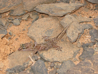 Hemidactylus boavistensis a endemic gekkonidae of the Boavista Island (Cape Verde), the Boa Vista leaf-toed gecko