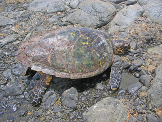 Juvenile of hawksbill sea turtle (Eretmochelys imbricata) observed on the island of Boa vista, Cape Verde