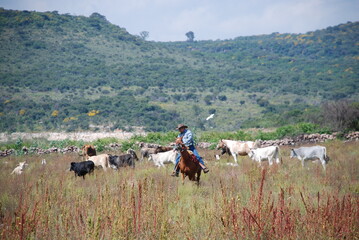 Obraz premium rider in the field