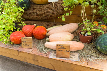 Pumpkin of the Pink Banana Jumbo and Winter Golden Hubbard varieties