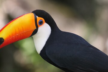 Naklejka premium Tucano