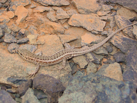 Chioninia spinalis boavistensis a endemic gekkonidae of the Boavista Island (Cape Verde)