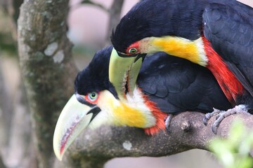 Tucano-de-bico-verde