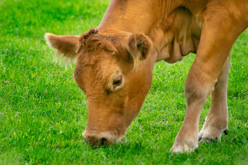 a brown cow grazing in a green meadow