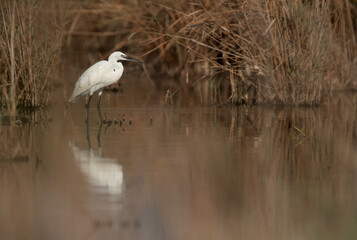 Little Egret at Asker marsh, Bahrain