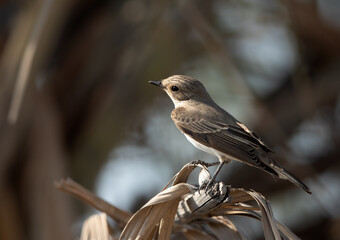 Spotted Flycatcher at Asker marsh