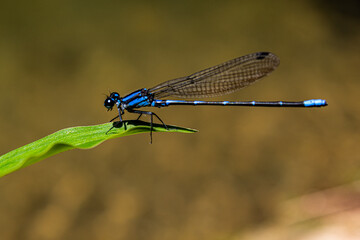 Libélula azul eléctrico sobre hoja con río de fondo desenfocado.