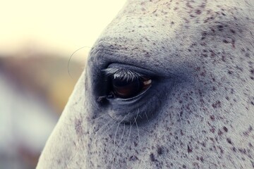Auge vom Pferd mit Wimpern