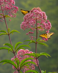 Two Eastern Tiger Swallowtails in the mountains
