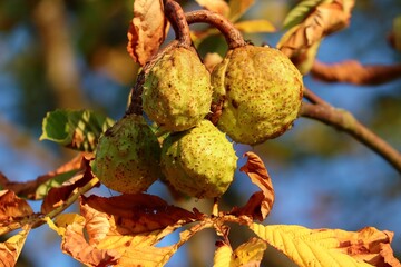 reifende Kastanien am Baum