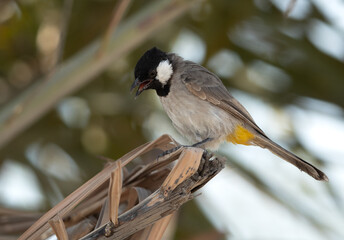 White-cheeked bulbul perched on date tree