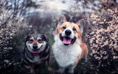 two friendly dogs they sit in the may garden among flowering shrubs and smile sweetly