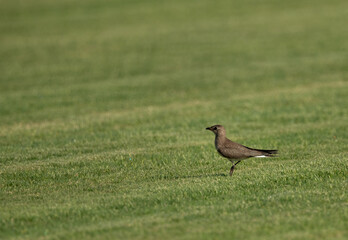 Collard pratincole on green grass, Bahrain