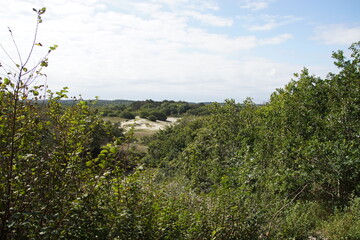 Obraz premium View on the Dutch sand dunes and forests with oaks and pines near the village of Bergen. Called: Drie Banken, Russengat. Netherlands, September